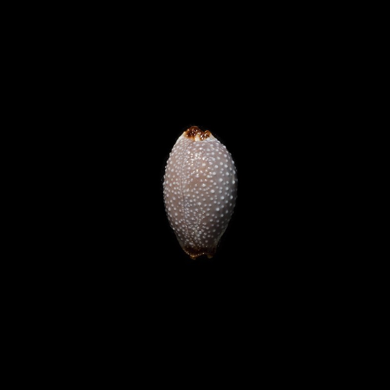 staphylaea laevigata 3