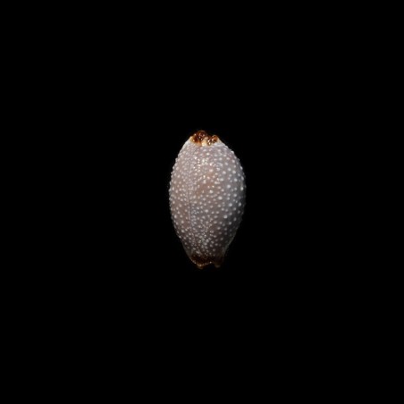 staphylaea laevigata 3