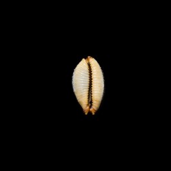 staphylaea laevigata 3