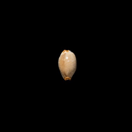 staphylaea laevigata 4