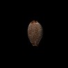 staphylaea nolani 1