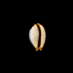 staphylaea nolani 1
