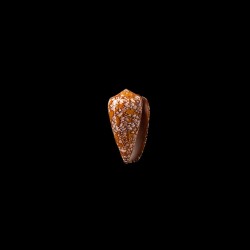 Behelokensis 1