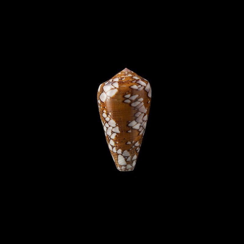 Behelokensis 2