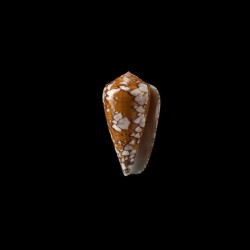 Behelokensis 2