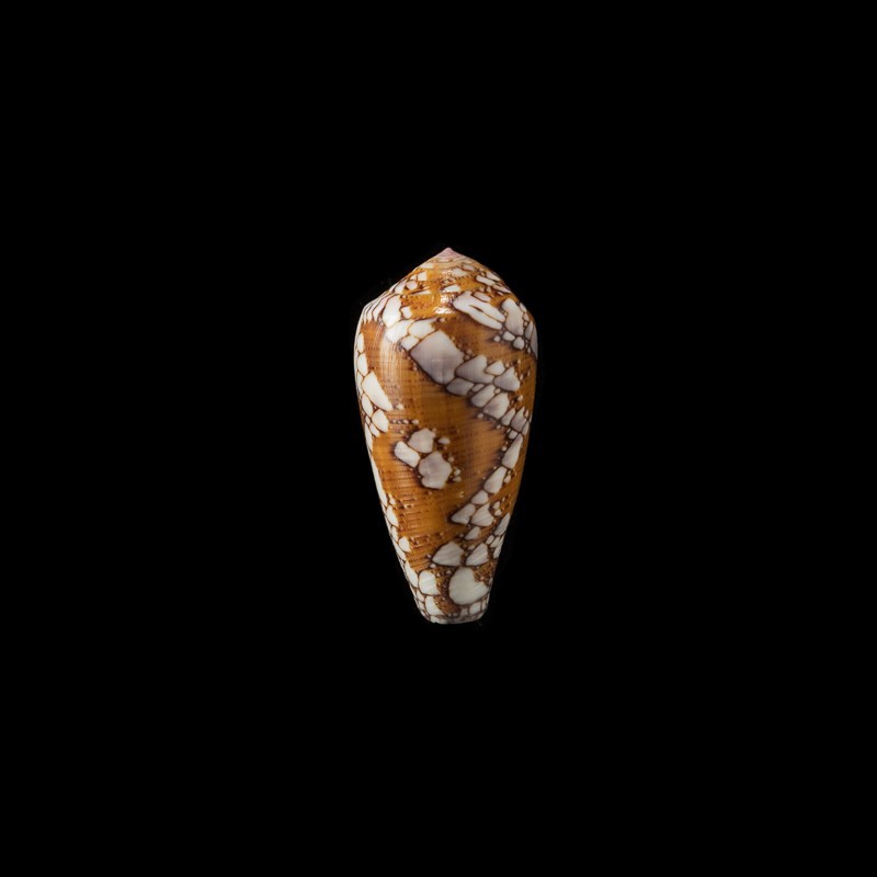 behelokensis 3