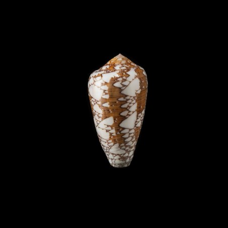 Behelokensis 4