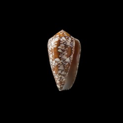 Behelokensis 4