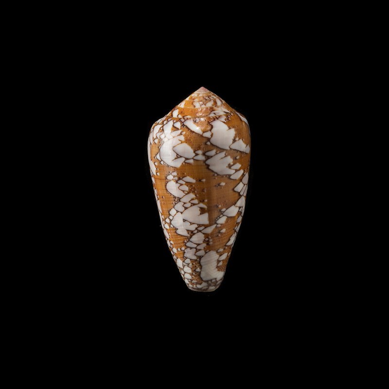 behelokensis 6
