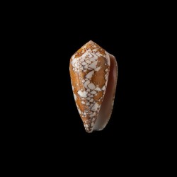 Behelokensis 6
