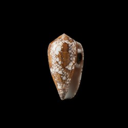 Behelokensis 7