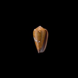 behelokensis pseudoracemosus 2