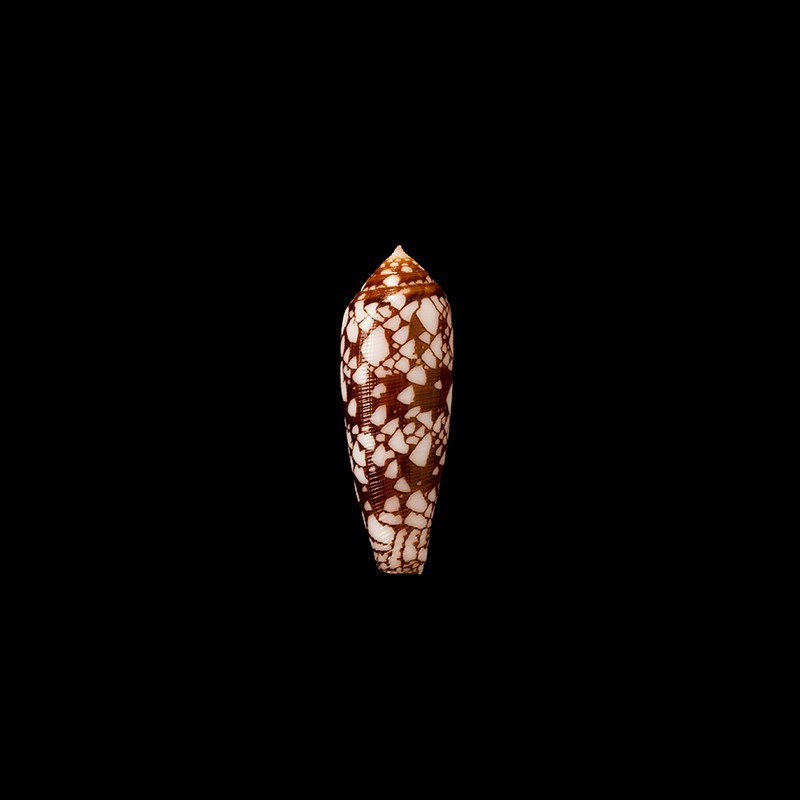 Auricomus 1