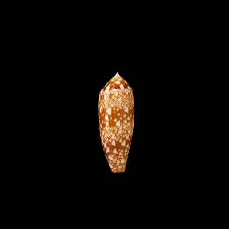 Auricomus dactylosus 1