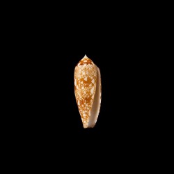 Auricomus dactylosus 1