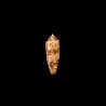 Auricomus dactylosus 2