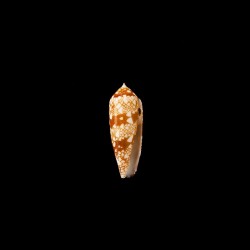 Auricomus dactylosus 2