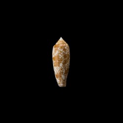 Auricomus dactylosus golden 1