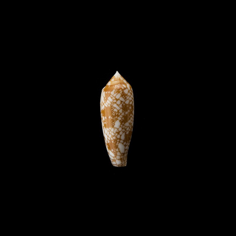 Auricomus dactylosus golden 1