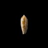 Auricomus dactylosus golden 1
