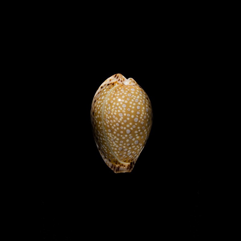lamarckii aquilonia 1