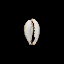 lamarckii aquilonia 1