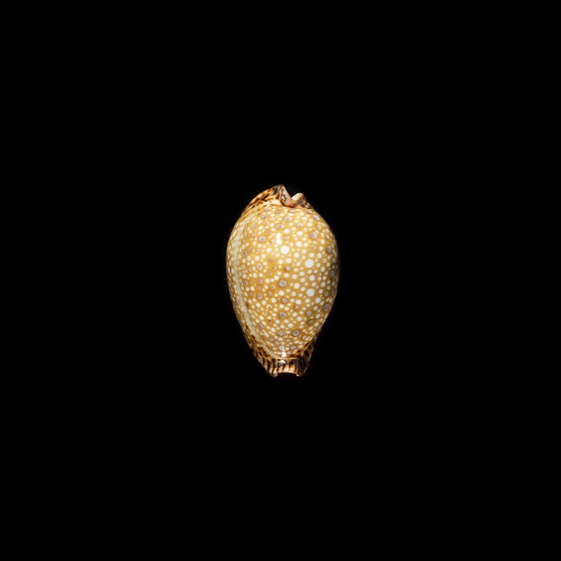 lamarckii fainzilberi 1