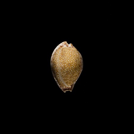 lamarckii Sharoni 1
