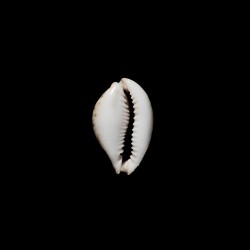 lamarckii Sharoni 1
