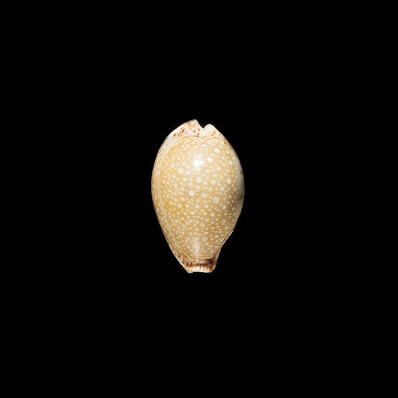 lamarckii Sharoni 2