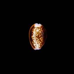 helvola meridionalis 1