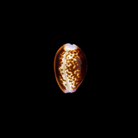 helvola meridionalis 1