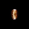 helvola meridionalis 1