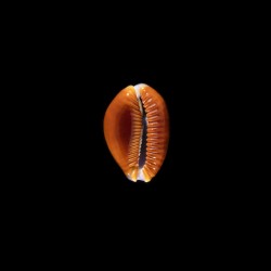 helvola meridionalis 1