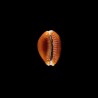 helvola meridionalis 1