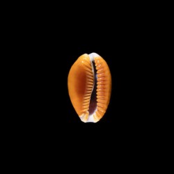 Helvola Meridionalis 2