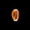helvola meridionalis 2