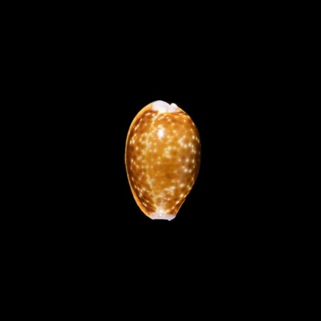 helvola 1