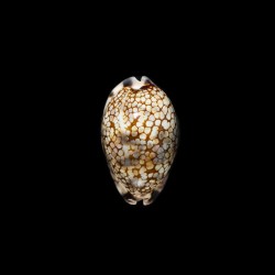 histrio elongata 1