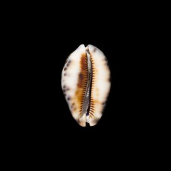 histrio elongata 1