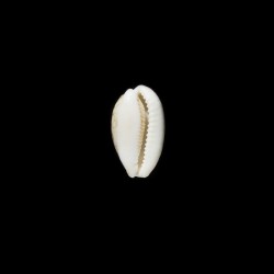 Cribraria 1
