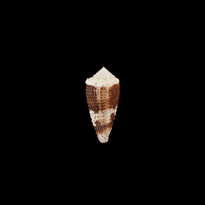varius 1