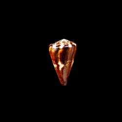 vexillum 1