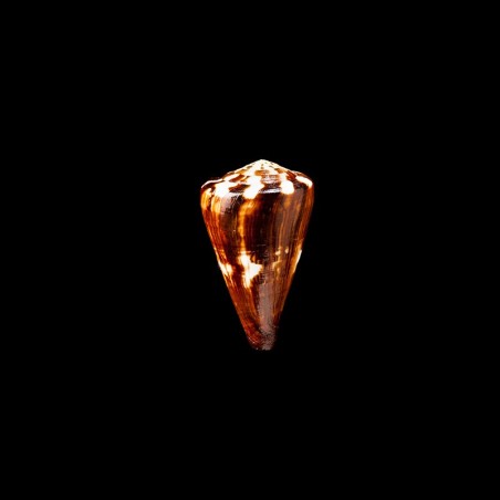 vexillum 1