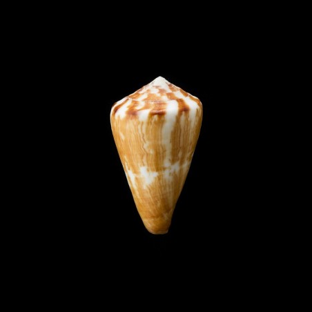 vexillum 2