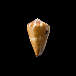 vexillum 2