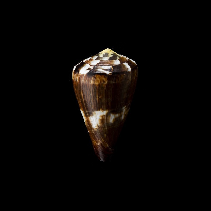 vexillum 3