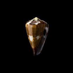 vexillum 3