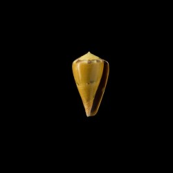 Vexillum Sulphuratus 1