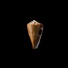 Vexillum Sumatrensis 1
